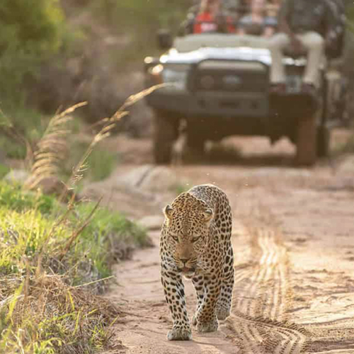 A safari Jeep behind a leopard
