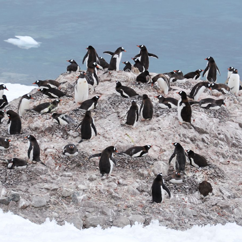 A group of penguins