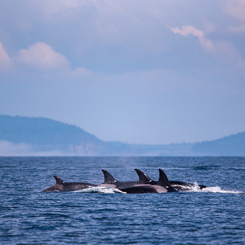 Dolphins in the ocean
