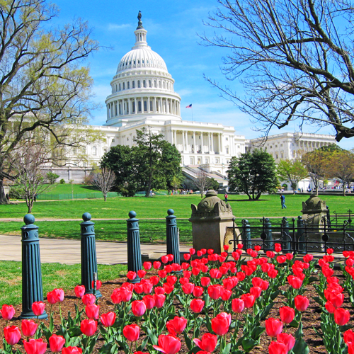 A photo of the US Capitol building with a garden of flowers in the foreground