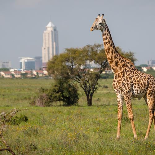 Picture of a giraffe in Kenya's vast wilderness.