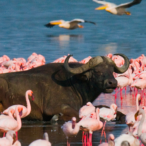 A photo of a water buffalo surrounded by flamingos, all standing water