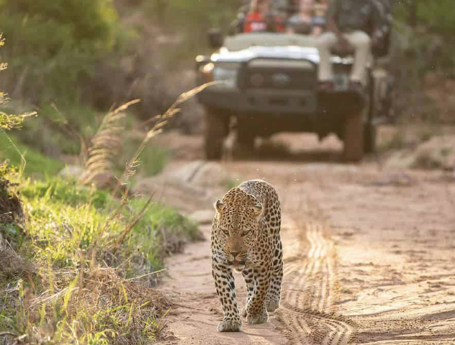 A safari Jeep behind a leopard