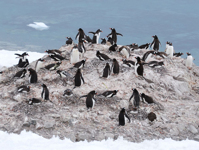 A group of penguins
