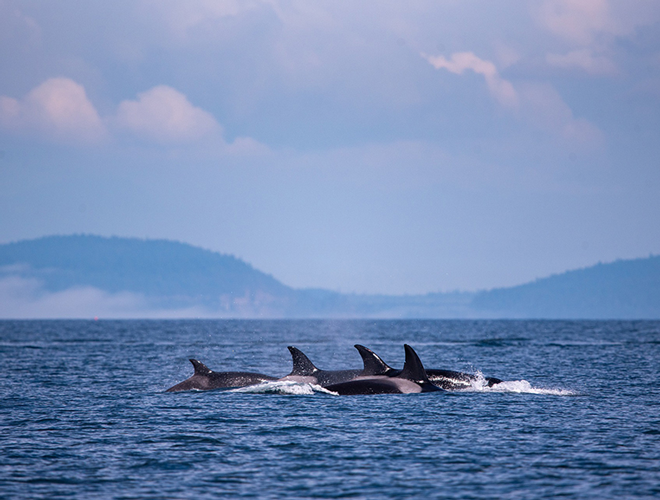 Dolphins in the ocean