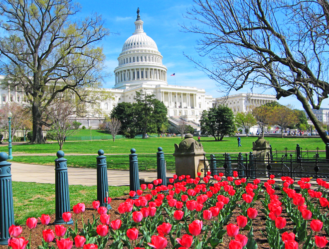 A photo of the US Capitol building with a garden of flowers in the foreground