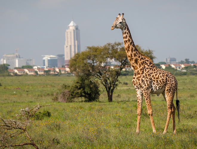 Picture of a giraffe in Kenya's vast wilderness.