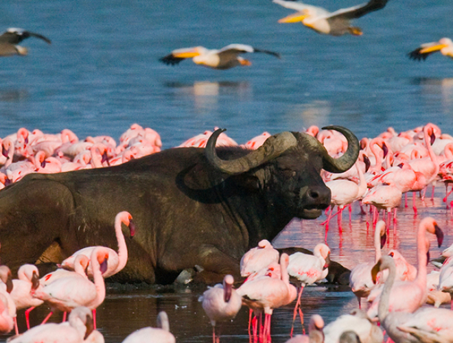 A photo of a water buffalo surrounded by flamingos, all standing water